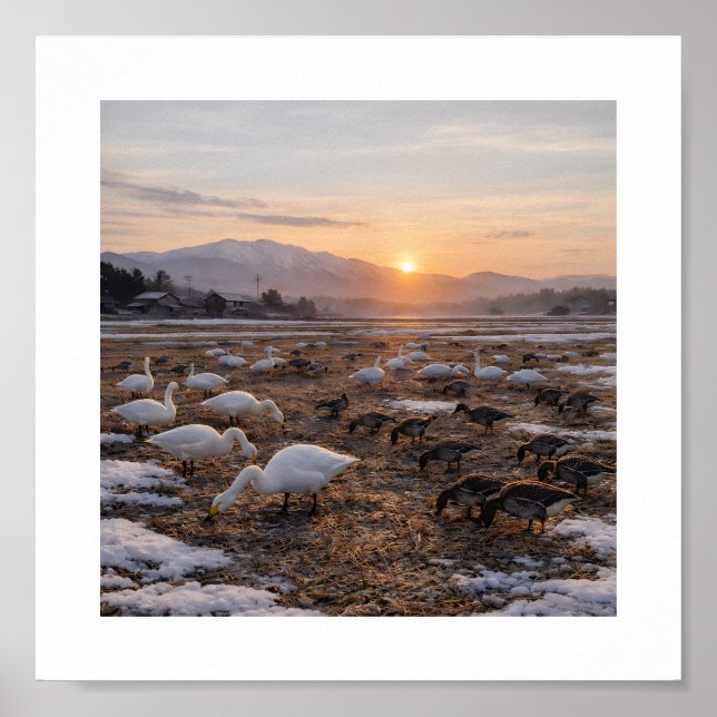 Poster Campo Dourado de Inverno com Cisnes e Gansos –  (Frente)