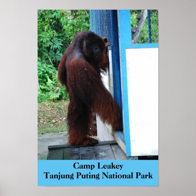 Poster Campo Leakey Tanjung Putando Parque Nacional Borne (Frente)