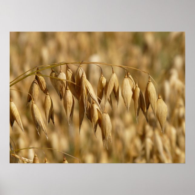 Poster Campo Oat (Frente)