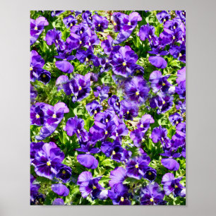 Poster Campo Pansy Roxo,