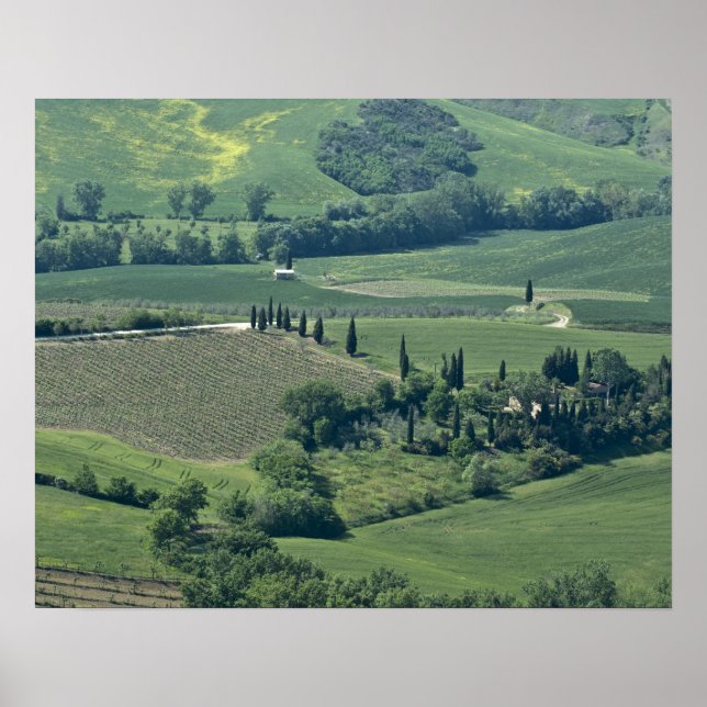 Póster Campo perto de Montepulciano, Val d'Orcia, (Frente)