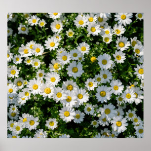Poster Campo primavera Daisy: Fundo Serene