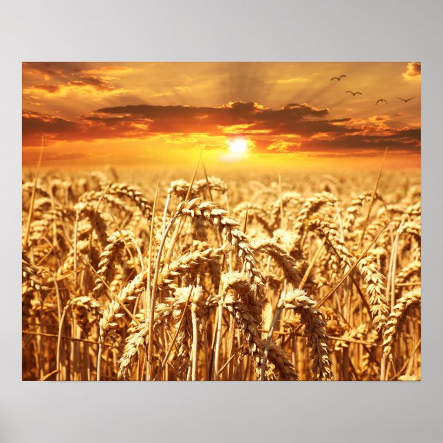 Poster Campo Sunset e Trigo (Frente)