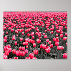 Poster Campo Tulipas Rosa