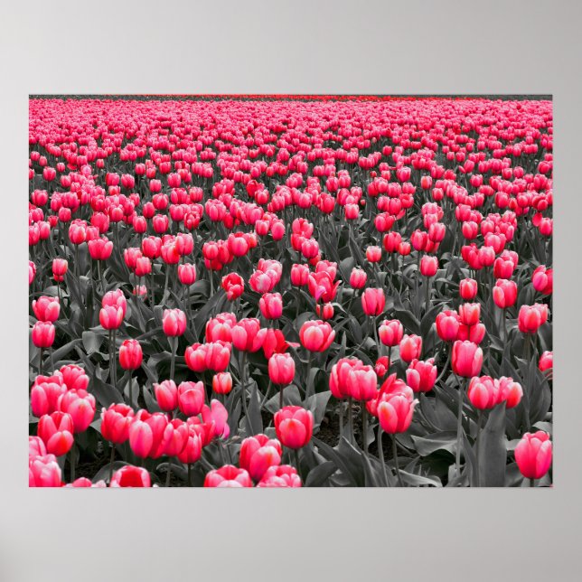 Poster Campo Tulipas Rosa (Frente)