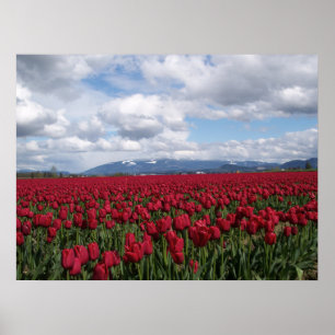 Póster Campo vermelho da tulipa