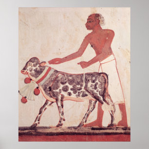 Póster Camponês que conduz uma vaca sacrificar