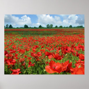 Poster Campos da papoila