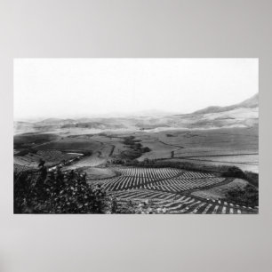 Póster Campos de abacaxi no Havaí FotografiaHavaí