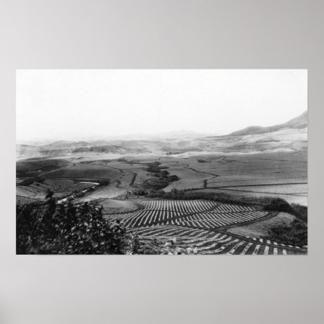 Póster Campos de abacaxi no Havaí FotografiaHavaí (Frente)