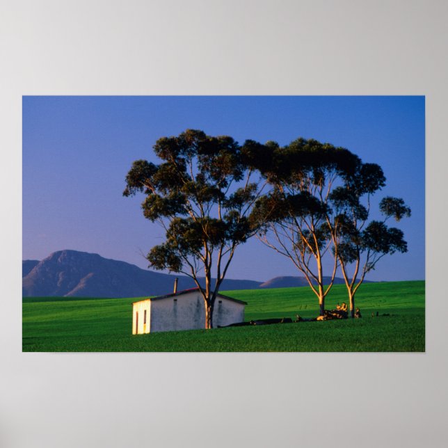 Póster Campos de Algodão e Trigo do Trabalhador de fazend (Frente)