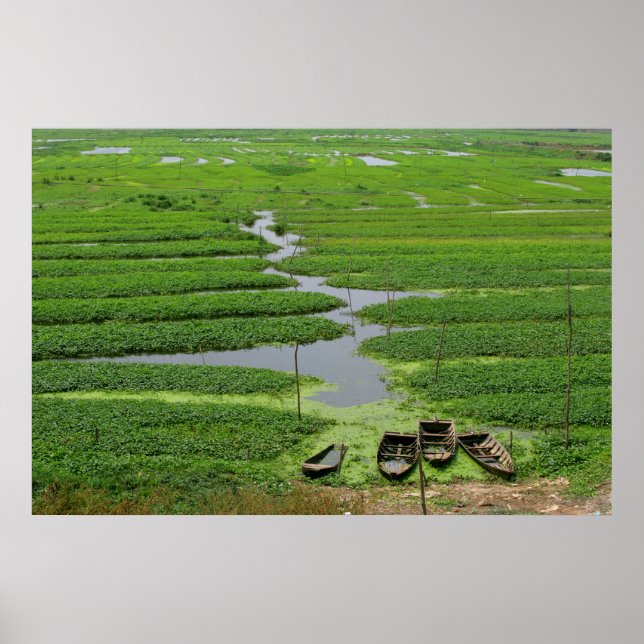 Poster campos de arroz no camboja (Frente)