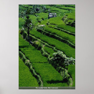 Póster Campos de arroz paddy, Bali, Indonésia