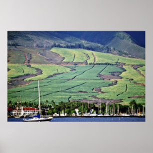 Póster Campos de Cana de Açúcar - Lahaina, Maui