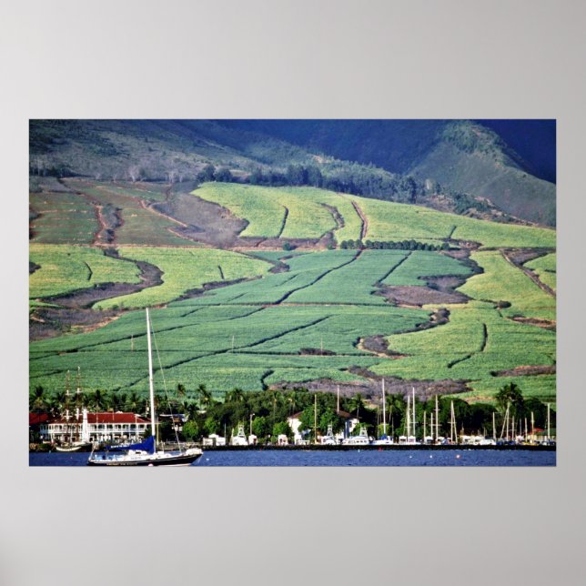 Póster Campos de Cana de Açúcar - Lahaina, Maui (Frente)