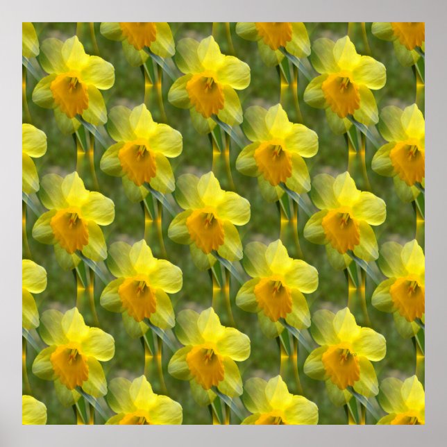 Poster Campos de Daffodils.... (Frente)