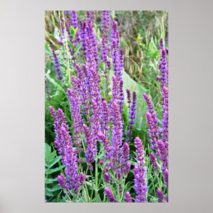 Poster Campos de flores selvagens salvia roxa Romênia