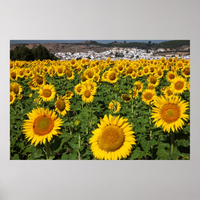 Poster Campos de girassóis, cidade da colina branca de Bo (Frente)