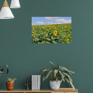 Poster Campos de girassóis lindos em dia ensolarado