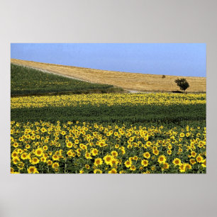 Póster Campos de girassol, Toscana, Itália