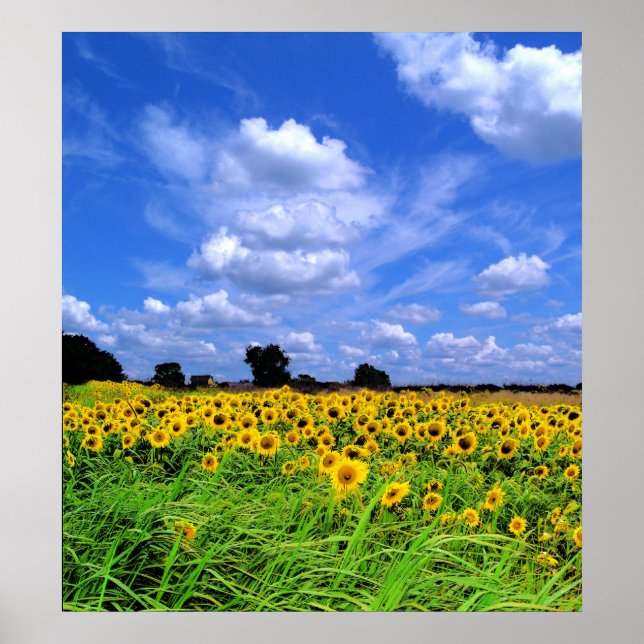 Póster Campos de janela e céu (Frente)