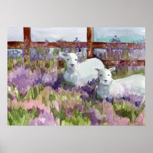 Poster Campos de Lavanda de ovinos Fazendas