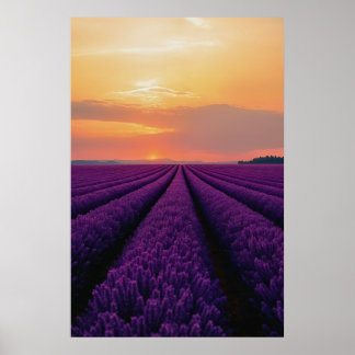 Poster Campos de lavanda no Sunset