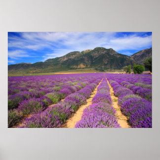 Póster Campos de lavanda para sempre