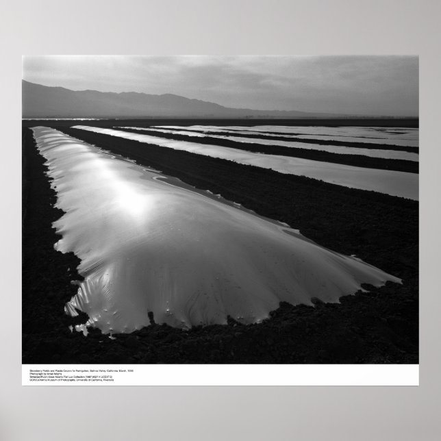 Póster Campos de Morango com Cobrir de Fumigação Plástica (Frente)