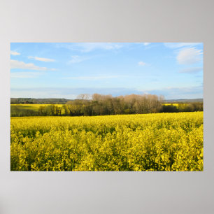 Poster Campos de Rapeseína Vigoram a Floresta - Personali