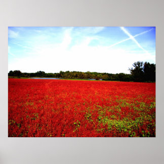 Póster Campos de Rubies