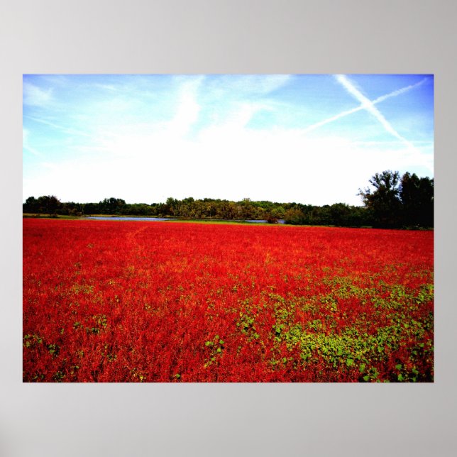 Póster Campos de Rubies (Frente)