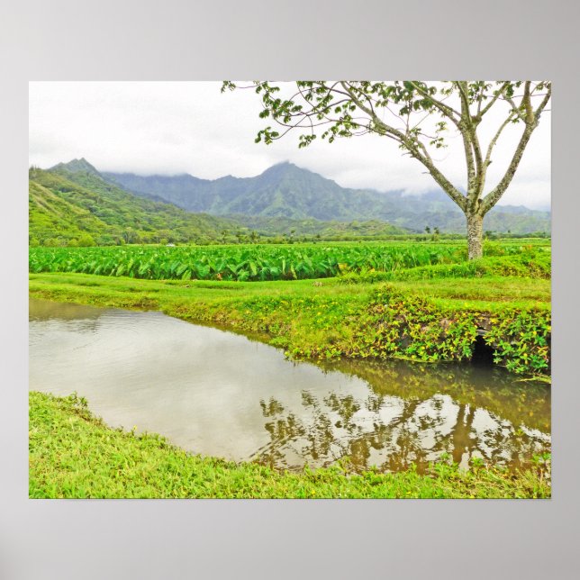 POSTER CAMPOS DE TARO HANALEI (KAUAI) (Frente)