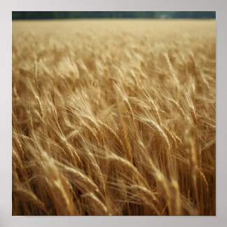 Poster Campos de Trigo Dourados