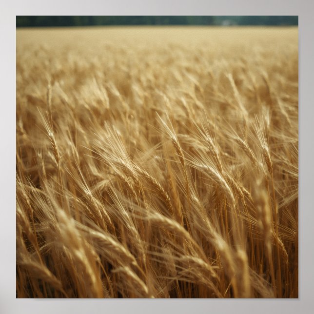 Poster Campos de Trigo Dourados (Frente)