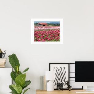Póster Campos de Tulip Rosa Fotografados