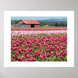 Póster Campos de Tulipa Rosa Fotografia Floral