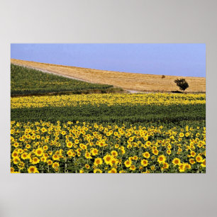 Poster Campos do girassol, flores de Toscânia, Italia