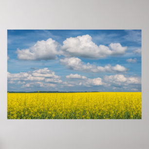 Póster Campos e Nuvens de Canola