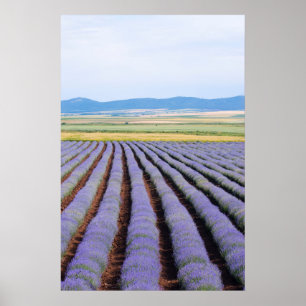 Póster Campos Lavendar