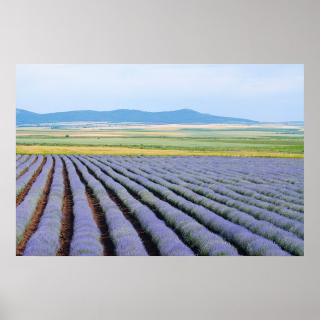 Poster Campos Lavendar (Frente)