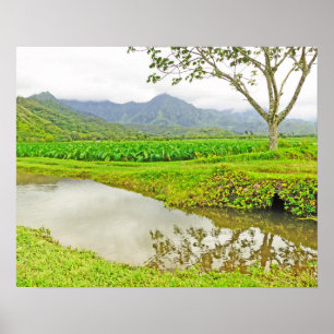 POSTER CAMPOS TARO DE HANALEI (KAUAI)