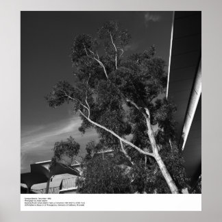 Poster Campus Details, dezembro de 1966, por Ansel Adams