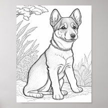 Canaan Dog Adult Coloring
