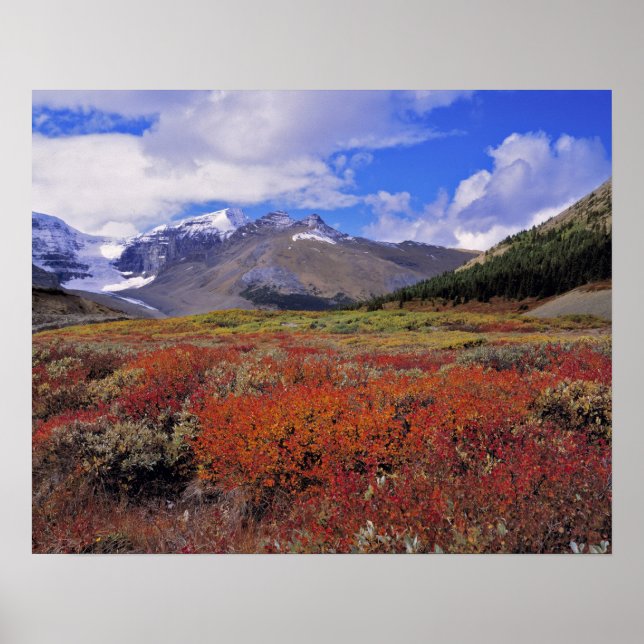 Poster Canadá, Alberta, Banff NP. Mirtilos em flor (Frente)