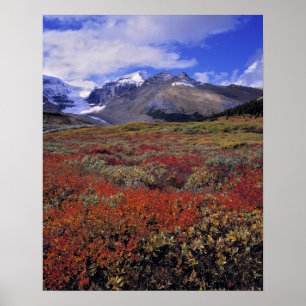 Póster Canadá, Alberta, Banff NP. Mirtilos fornecem