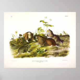 Poster Canadá - Audubon Pouch Rat (Plains Pocket Gopher)