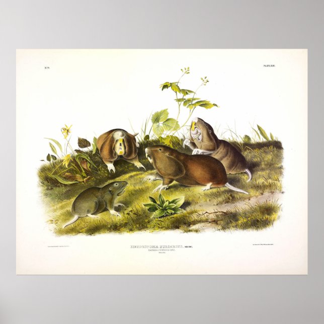 Poster Canadá - Audubon Pouch Rat (Plains Pocket Gopher) (Frente)