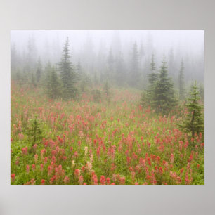 Póster Canadá, Colúmbia Britânica, Nacional Revelstoke