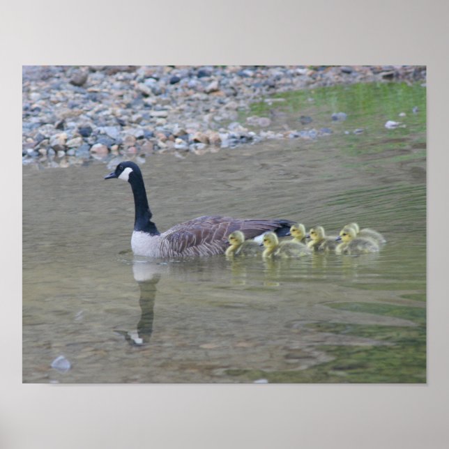 Poster Canadá Goose Babies com Mamãe Animal (Frente)